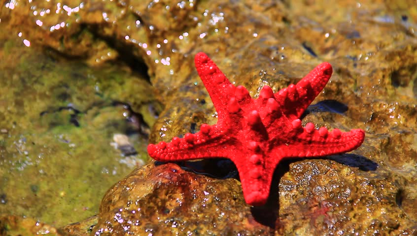 Beautiful red starfish on the sunny summer beach.