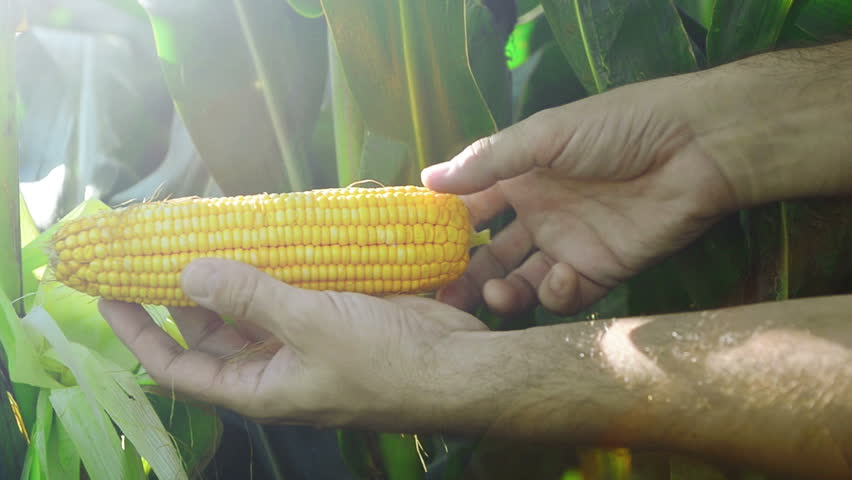 Farmer in Cultivated agricultural Corn Field examining young corn cob before the harvest season. 1920x0180 full hd footage.