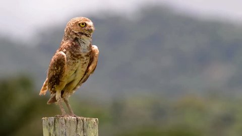 Surprised Burrowing Owl