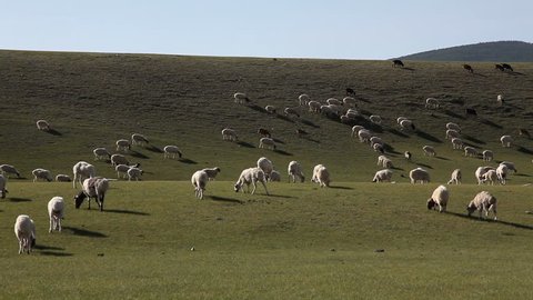 Herd of Mongolian sheep in grassland