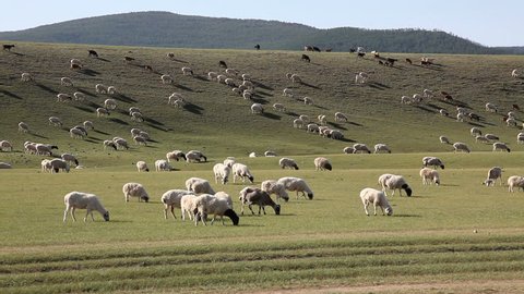 Herd of Mongolian sheep in grassland