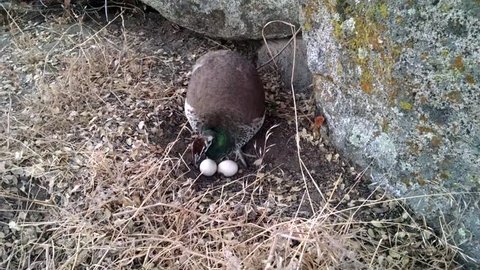A peahen settles onto two eggs. Her nest is little more than a small hole she's scratched into the soil next to a granite boulder. 