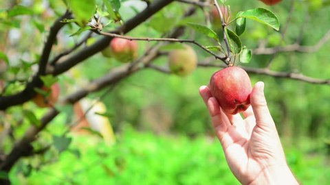 Male hand picking ripe apple fruit from a branch in orchard on a bright summer day. 1920x0180 full hd footage.