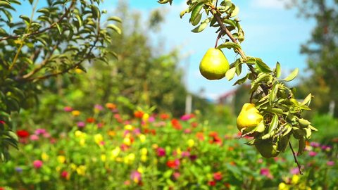 Ripe pear fruit on a branch in orchard on a bright summer day. 1920x0180 full hd footage.