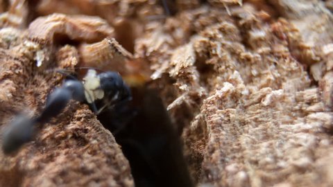 Black garden ants crawling in sawn tree trunk. close up.macro.Lasius niger