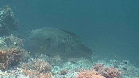 Humphead Wrasse swimming over a coral reef among various fish