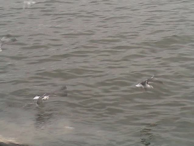 Gulls flying and fishing