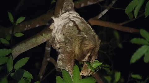 A Brown-throated Three-toed Sloth (Bradypus variegatus) feeds on leaves in lightning storm in a rainforest in Tortuguero, Costa Rica. Algae grows in fur with a moth species that lives only on sloths.