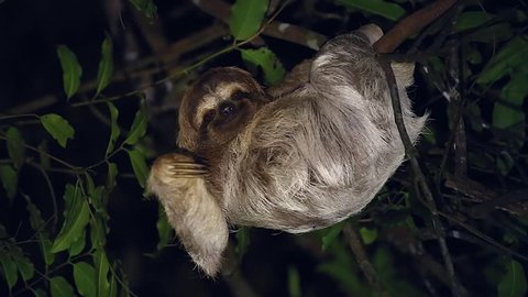 A Brown-throated Three-toed Sloth (Bradypus variegatus) humorously smiles & waves to camera in a rainforest in Tortuguero, Costa Rica. Algae grows in fur with a moth species that lives only on sloths.