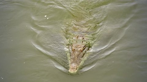 Endangered American Crocodile (Crocodylus acutus) swims dangerously close to moving boat and then disappears under water in Costa Rica. One of the larger species of crocodiles (males can reach 6.1 m).