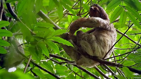 Two Brown-throated Three-toed Sloths (Bradypus variegatus) sleep & shelter during a rain storm. They are twice awakened by wind, lightning & thunder in a tree in a rainforest (Tortuguero, Costa Rica)