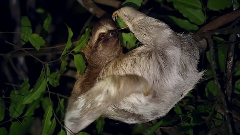A Brown-throated Three-toed Sloth (Bradypus variegatus) humorously scratches & grooms fur in a rainforest in Tortuguero, Costa Rica. Algae grows in fur with a moth species that lives only on sloths.