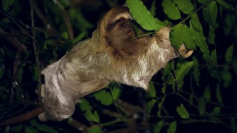 A Brown-throated Three-toed Sloth (Bradypus variegatus) feeds on leaves at night deep in a rainforest in Tortuguero, Costa Rica. Algae grows in fur with a moth species that lives only on sloths.