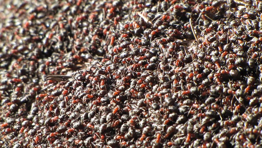 Ants on an anthill