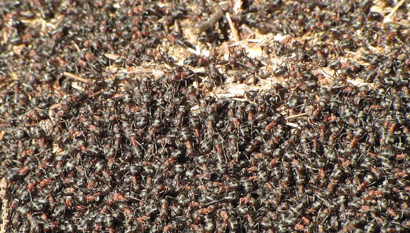 Ants on an anthill