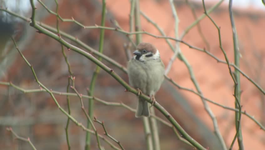 Tree Sparrow waiting in a bush