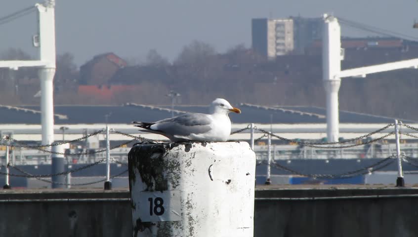 Seagull resting on a pile.