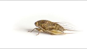 Video 1920x1080 - Live adult cicada on a white background