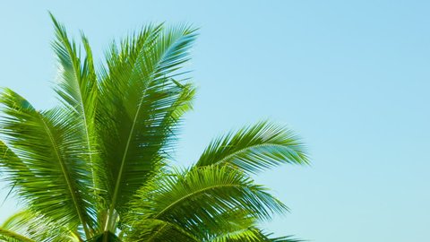 Video 1080p - Top of the palm tree on blue sky background