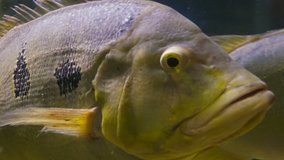 Video 1080p - Huge fish under water closeup