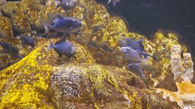 Video 1080p - flock of blue fish under water near the rocks