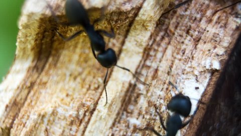  Black garden ants in broken tree trunks.Lasius niger.macro.