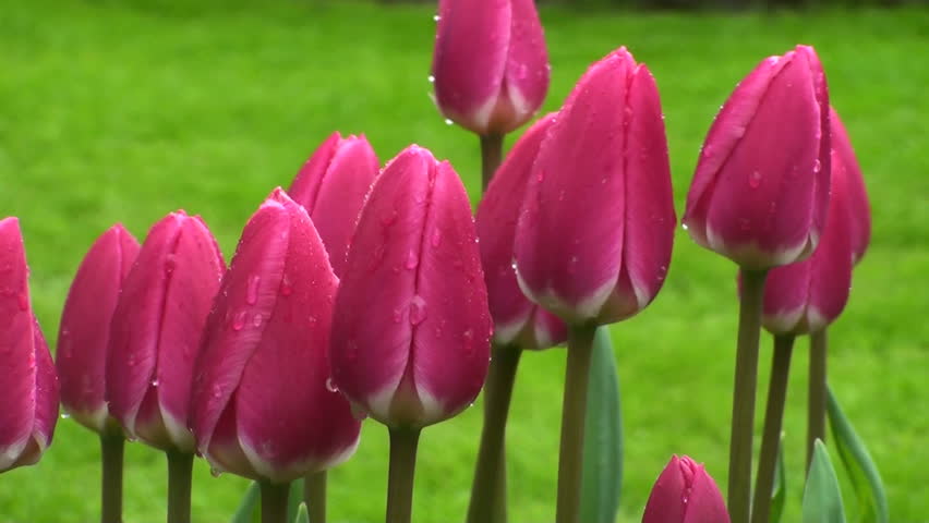 Тюльпан свит рози фото и описание