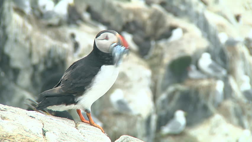 Single puffin