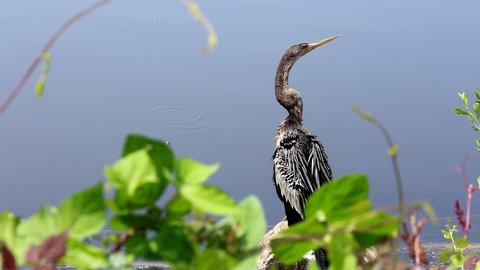 The water fowl known as anhinga is also called a snake bird due to its long neck looking like a snake while the bird is in the water with only its neck and head showing. 