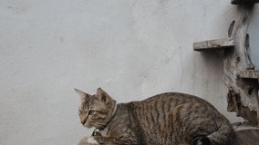 cat video,cat footage