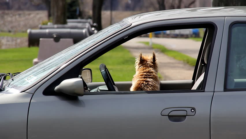 A dog in a car waits for his master to return.