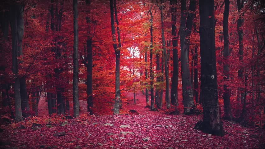 Red Leaves Falling Into A Stock Footage Video 100 Royalty Free Shutterstock