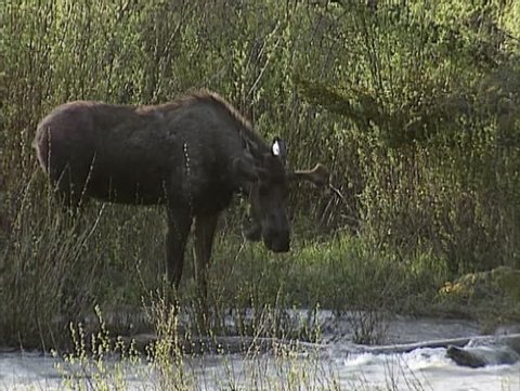 Moose bull (alces alces) foraging on young shoots of willow along stream - medium shot. Kananaskis National Park, Canada. Moose is an Indian word meaning: eater of twigs