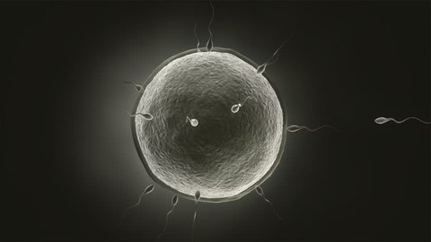 Human sperm approaching human egg