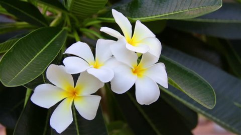 Hawaiian Plumeria flowers used to make aloha leis.