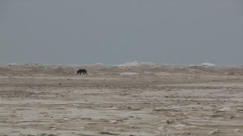 Panning right to left of dogs running at frozen Lake Michigan beach after a week of negative temperatures in Chicago . This footage was taken three days after coldest day in 20 years.