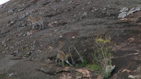 Klipspringers in Serengeti NP, Tanzania
