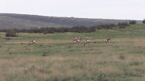 Pronghorn Antelope Buck and Does in Rut