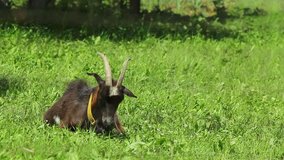 Black goat resting on meadow.