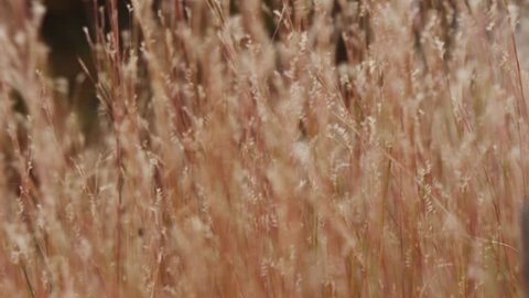 Nature background animation. Slow motion farming beauty shot. Shot on RED SCARLET 4K, UHD, Ultra HD resolution.