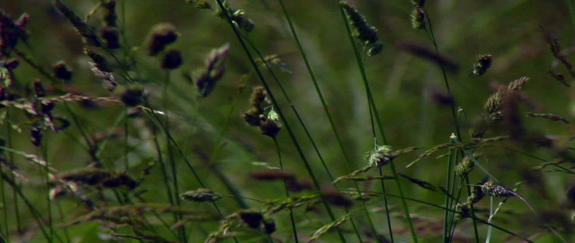 Close-Up of Grass in Field.