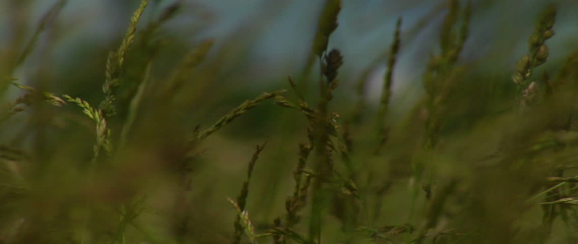 Close-Up of Grass in Field.