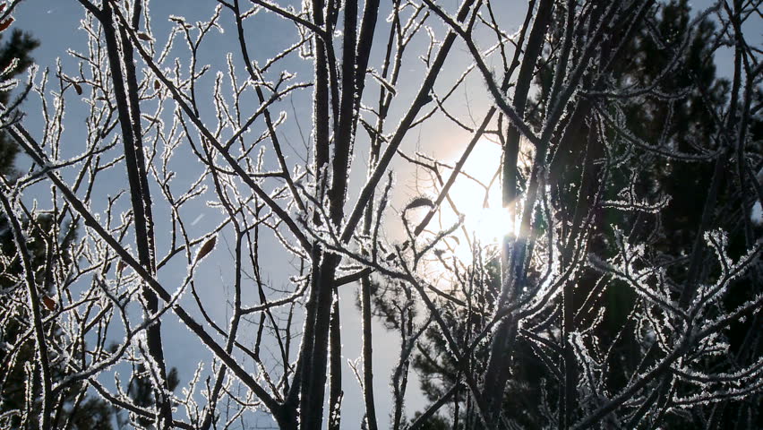 Frost on tree branches with sun