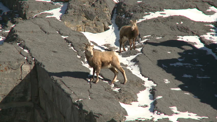 Female Big Horn Rocky Mountain Sheep on cliff side