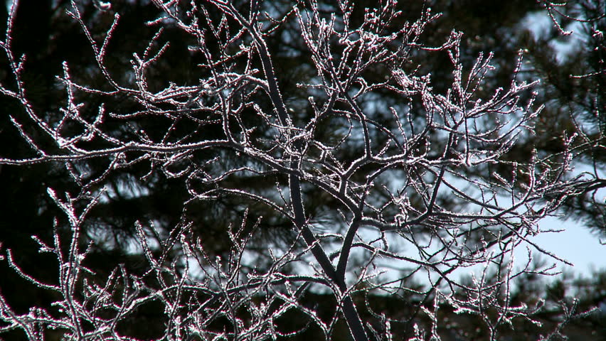 Zoom out on frosty ice on branches
