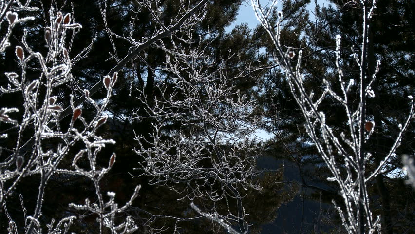 Zoom in on frosty ice on branches