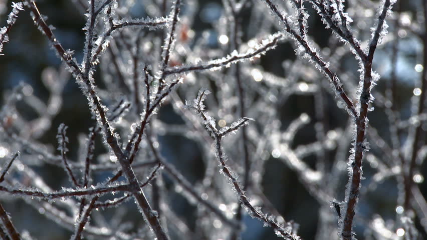Frosty ice on branches