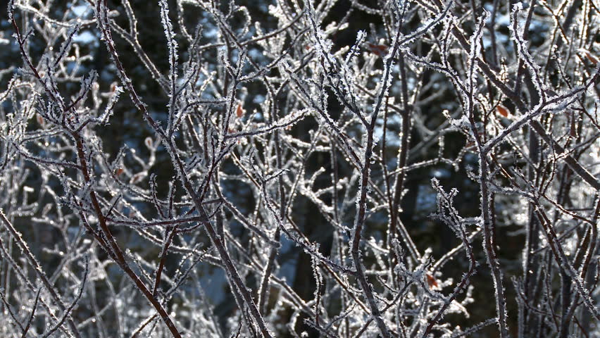 Frosty ice on branches