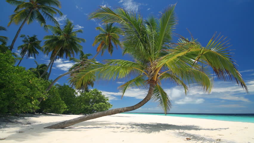 sandy beach palm trees Stock Footage Video (100% Royalty-free) 706756 ...