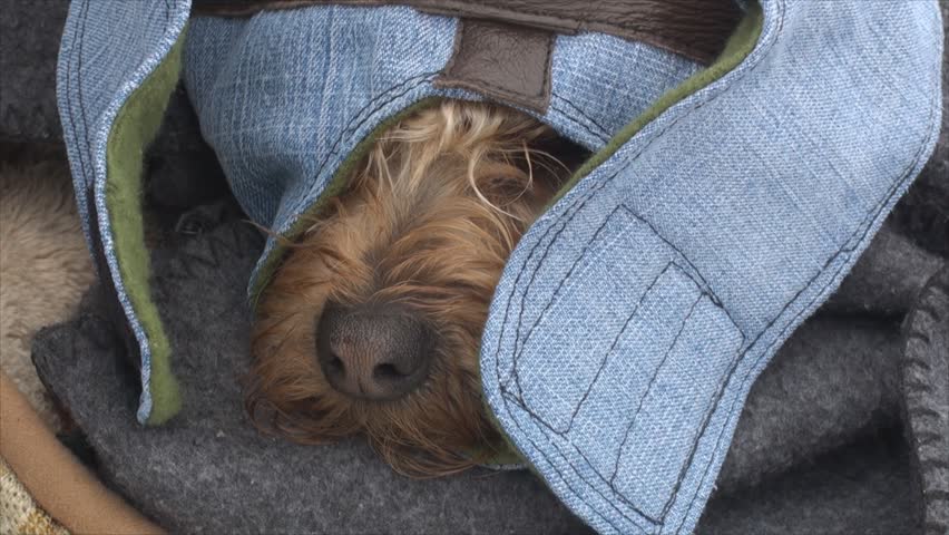 Small dog wrapped in clothes warming up.